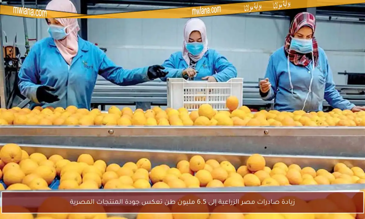 زيادة صادرات مصر الزراعية إلى 6.5 مليون طن تعكس جودة المنتجات المصرية