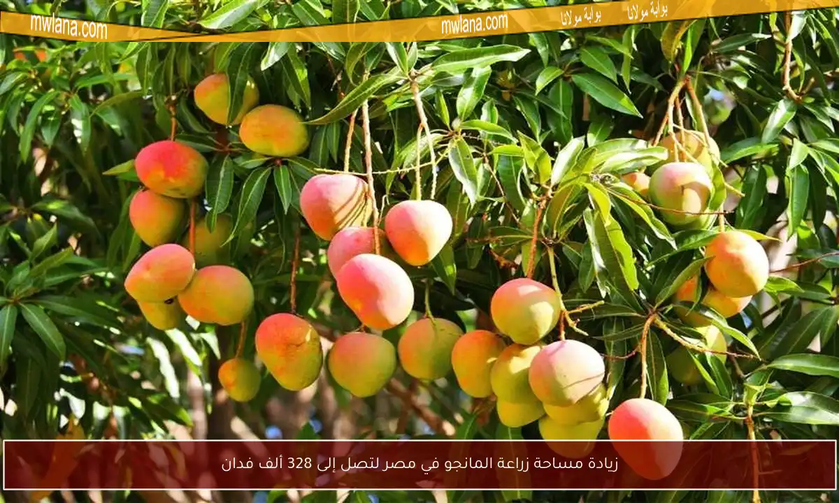 زيادة مساحة زراعة المانجو في مصر لتصل إلى 328 ألف فدان