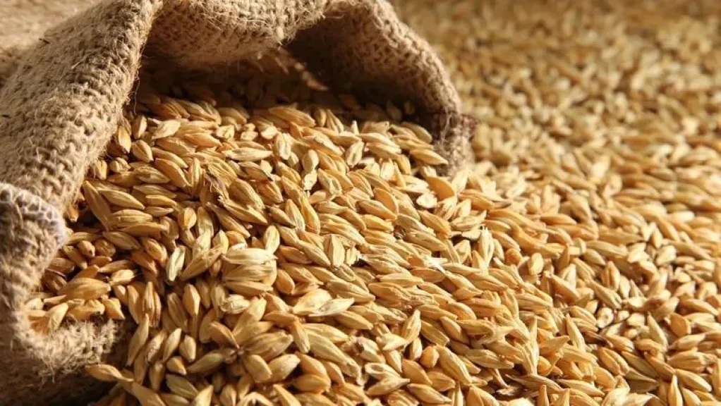 الكيلو وصل كام؟؟ سعر طن الأرز الشعير اليوم الاثنين 2025/8/11 في الأسواق المصرية