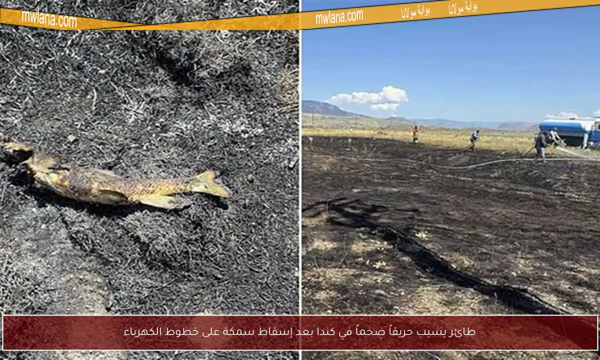 طائر يسبب حريقاً ضخماً في كندا بعد إسقاط سمكة على خطوط الكهرباء