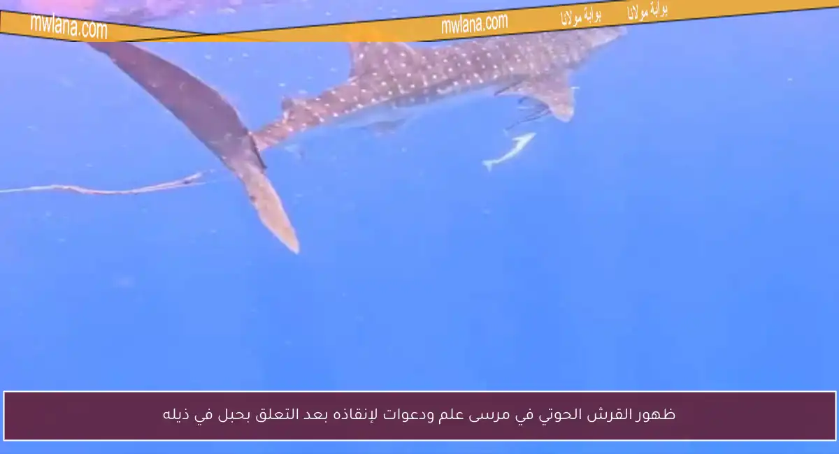 ظهور القرش الحوتي في مرسى علم ودعوات لإنقاذه بعد التعلق بحبل في ذيله