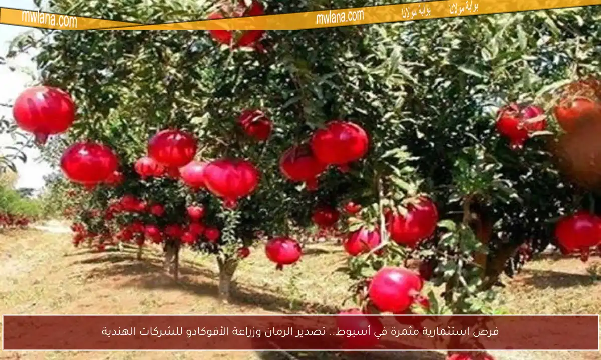 فرص استثمارية مثمرة في أسيوط.. تصدير الرمان وزراعة الأفوكادو للشركات الهندية