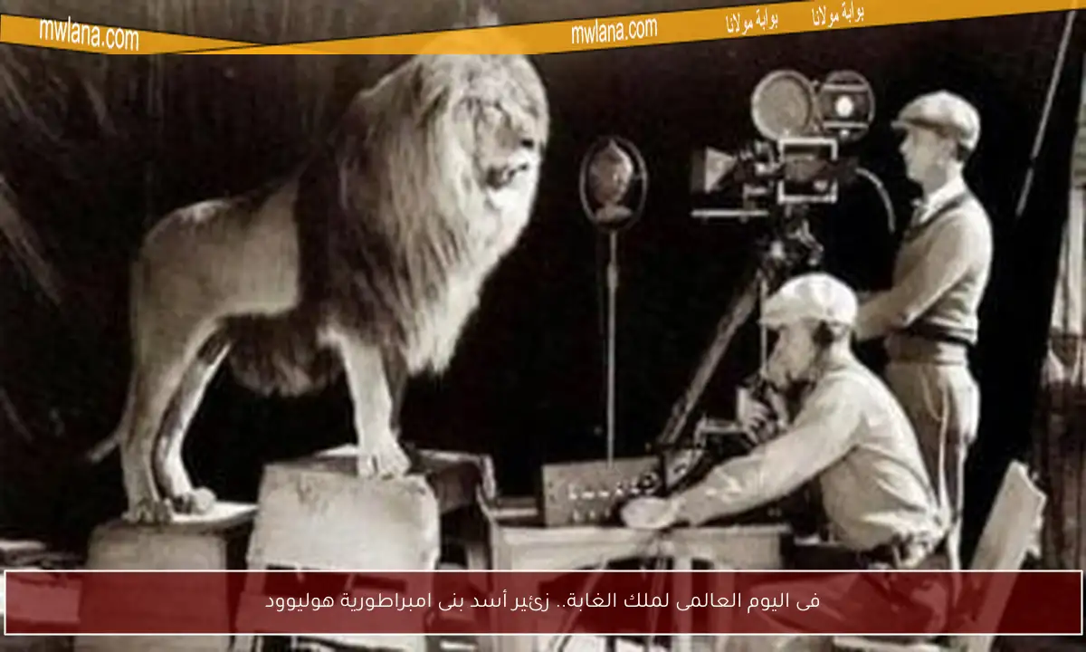 فى اليوم العالمى لملك الغابة.. زئير أسد بنى امبراطورية هوليوود