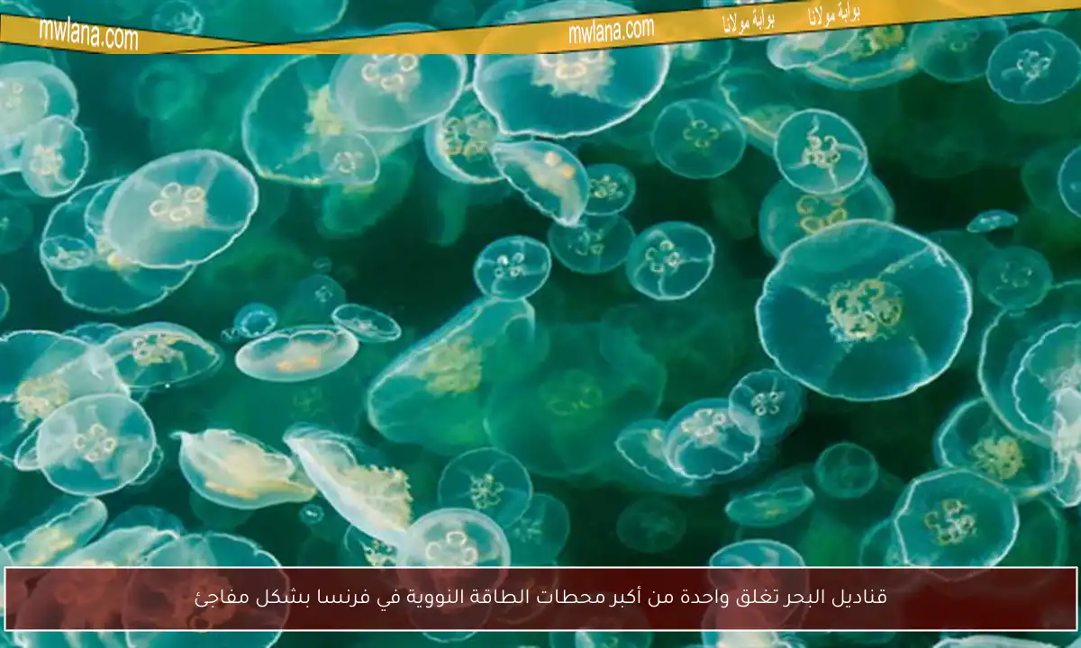 قناديل البحر تغلق واحدة من أكبر محطات الطاقة النووية في فرنسا بشكل مفاجئ