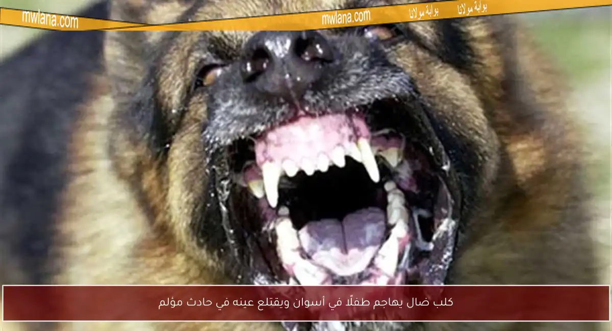 كلب ضال يهاجم طفلًا في أسوان ويقتلع عينه في حادث مؤلم