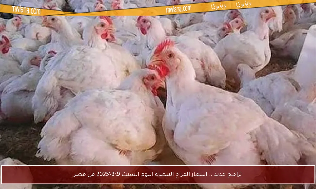 تراجــع جديد .. اسعار الفراخ البيضاء اليوم السبت 9\8\2025 في مصر