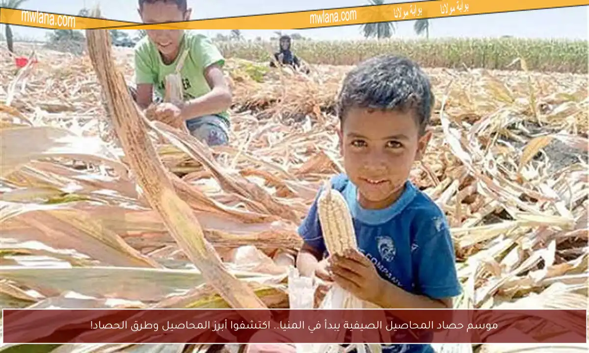موسم حصاد المحاصيل الصيفية يبدأ في المنيا.. اكتشفوا أبرز المحاصيل وطرق الحصاد!