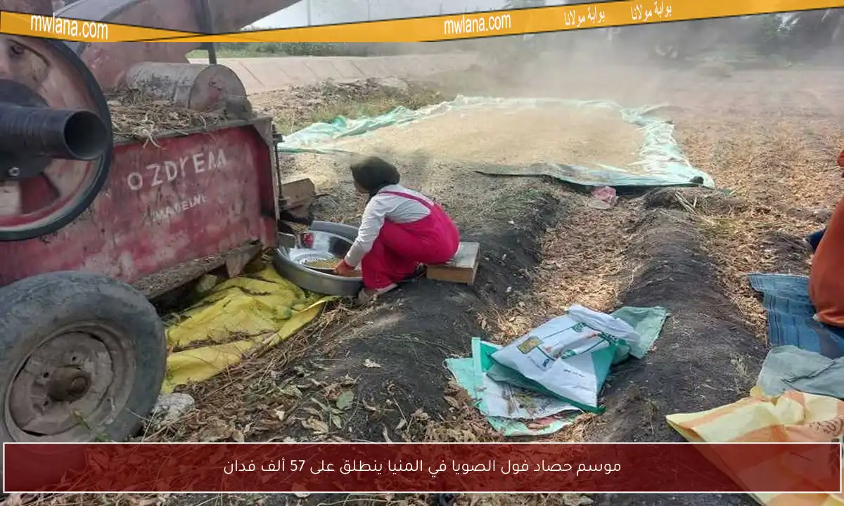 موسم حصاد فول الصويا في المنيا ينطلق على 57 ألف فدان