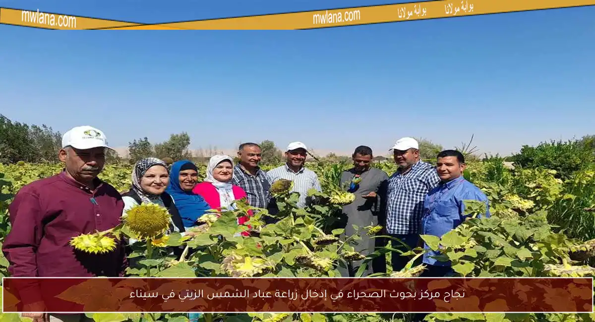 نجاح مركز بحوث الصحراء في إدخال زراعة عباد الشمس الزيتي في سيناء