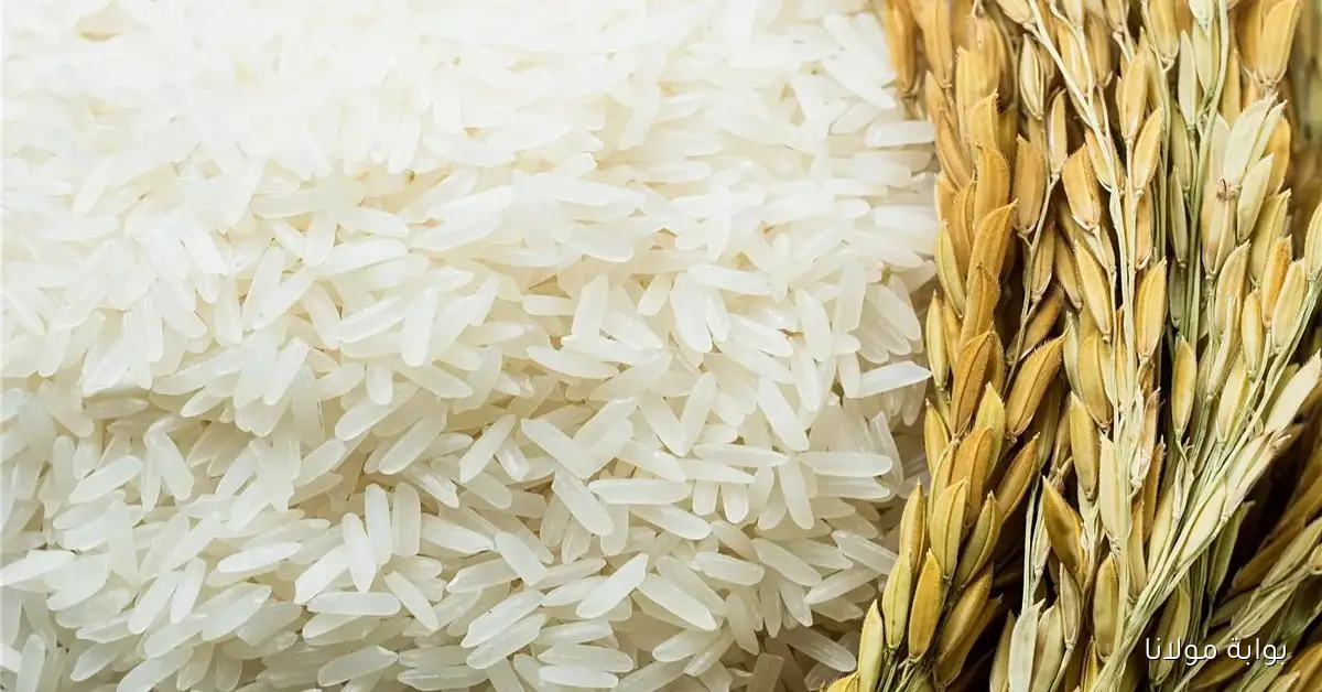 بكام الطن دلوقتى.. سعر الأرز الشعير والأبيض والسلع الغذائية في السوق المصرية اليوم 26 سبتمبر 2025