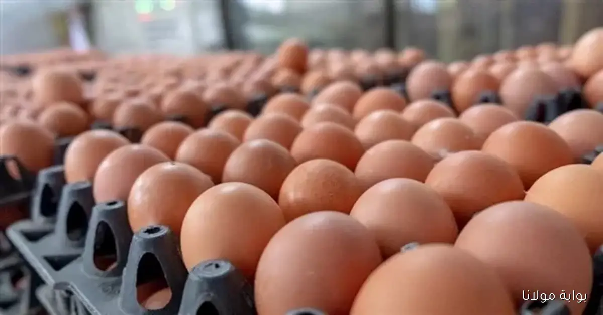 بكام الكرتونه النهارده؟ .. أسعار البيض تشهد زيادة ملحوظة في الأسواق اليوم الثلاثاء