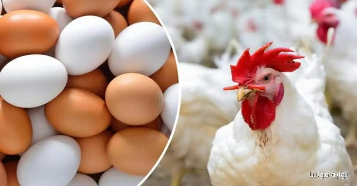 أسعار الدواجن والبيض في الأسواق اليوم وما يخبئه لنا السوق