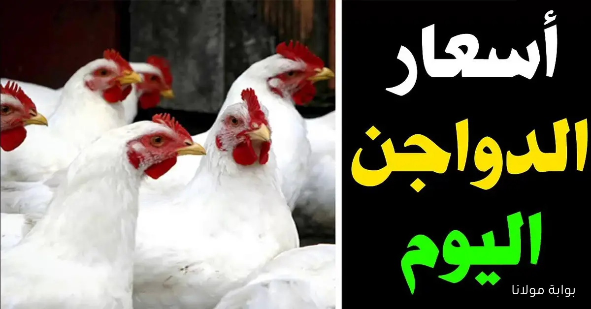 أسعار الفراخ البيضاء اليوم والكيلو منها بكام؟ حسب بورصة الدواجن الأحد 21 سبتمبر 2025