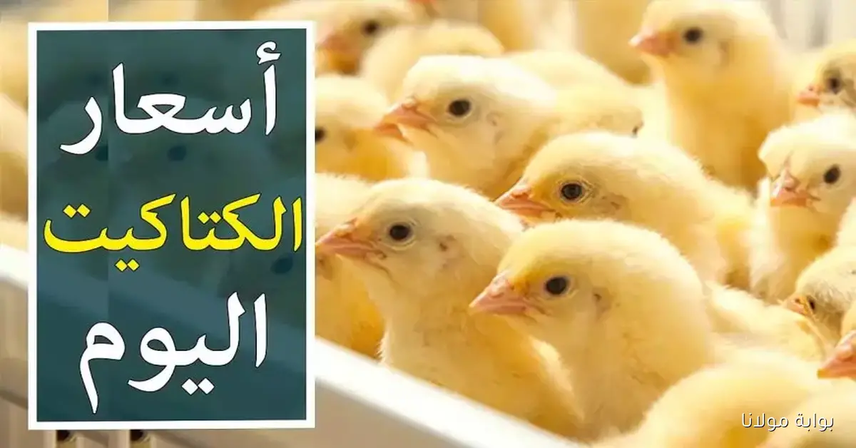 أسعار الكتكوت الأبيض اليوم الاثنين 15 سبتمبر 2025 في الأسواق المصرية