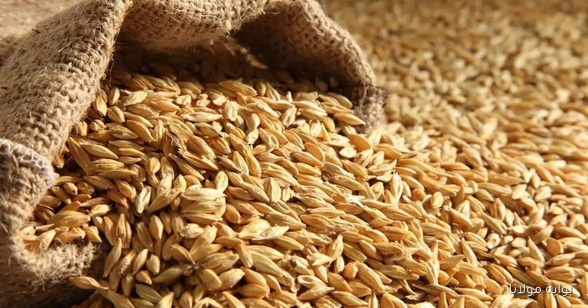 استقرار سعر طن الأرز الشعير اليوم الاربعاء 17 سبتمبر 2025 في مصر لدي التجار والمستهلكين