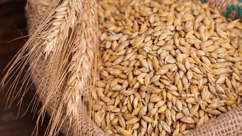 بكام النهاردة؟!.. سعر طن الأرز الشعير اليوم الاثنين 15 سبتمبر 2025 في الأسواق المصرية