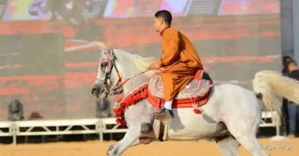 مهرجان الشرقية للخيول العربية يشهد تنافس 164 جوادًا أصيلًا اليوم مع لقطات مميزة