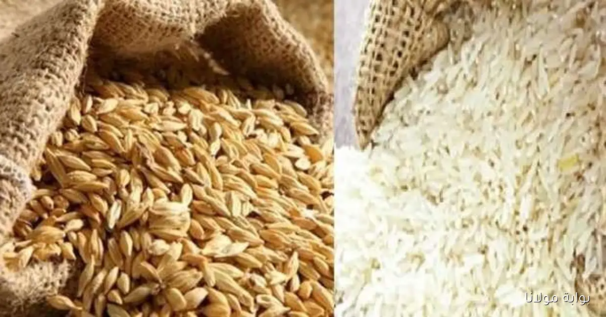 الرفيع وعريض.. سعر طن الأرز الشعير اليوم في الأسواق الجمعة 3 أكتوبر 2025