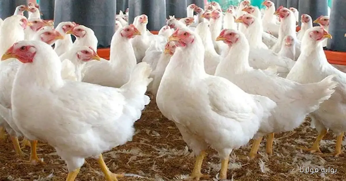 أسعار الفراخ البيضاء ترتفع في الأسواق اليوم الأحد