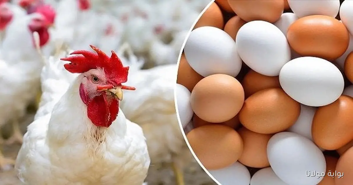 دواجن النهارده بكام.. سعر الفراخ البيضاء والبيض اليوم الأربعاء 1 أكتوبر 2025