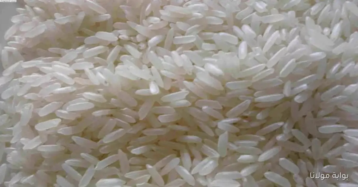 ارتفاع إنتاج الأرز المحلي يسهم في تقليص واردات مصر بنسبة 25% هذا العام