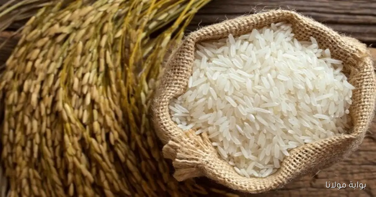 سعر طن الأرز الشعير في مصر اليوم الاثنين 6 أكتوبر 2025 بالأسواق