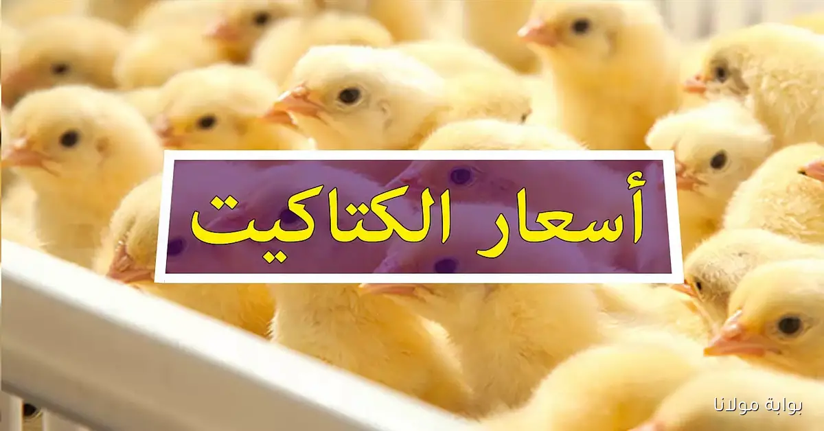 قبل الشراء: ارتفاع جنوني في سعر الكتكوت الأبيض عمر يوم يتجاوز توقعات المستهلك